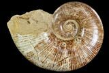 Thick, Polished Ammonite - Jurassic #108750-1